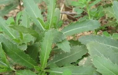 刺儿菜怎么吃（野菜刺儿菜怎么吃）