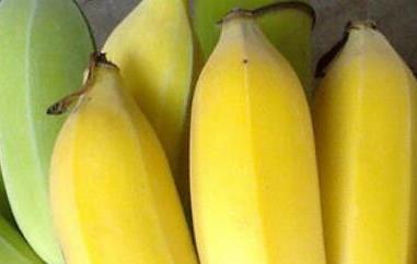 仙人蕉的功效与作用 仙人蕉的功效与作用禁忌