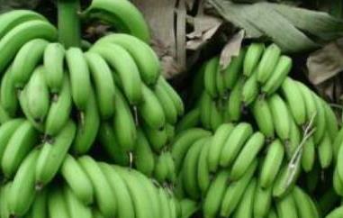 青香蕉怎么快速熟 青香蕉怎么快速熟了