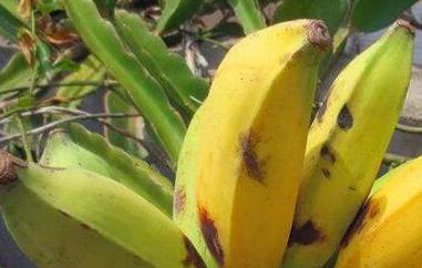 牛角蕉和香蕉区别 牛角蕉和香蕉区别在哪