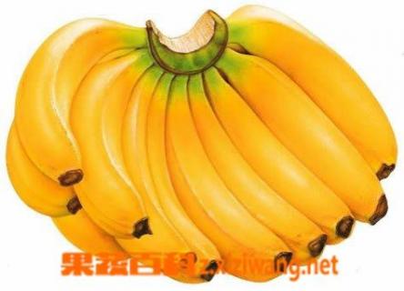 香蕉的营养价值 香蕉的营养价值及功效 香蕉的营养成分