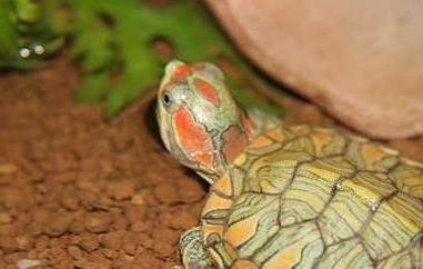 巴西龟能吃吗 巴西龟能吃吗 什么人适合吃乌龟?
