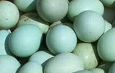 乌鸡蛋的功效与禁忌 乌鸡蛋的禁忌食物