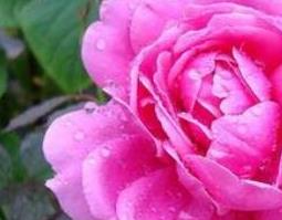 玫瑰花与月季花的区别 玫瑰花与月季花的区别是什么