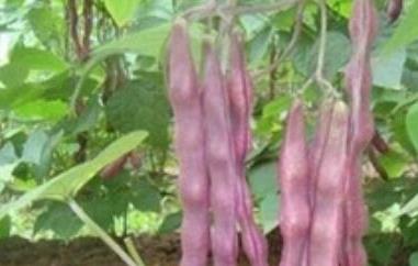 紫皮芸豆的功效与作用 紫皮芸豆的功效与作用是什么