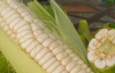 糯玉米和粘玉米的区别（糯玉米和粘玉米的区别图片）