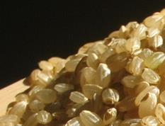 糙米的营养价值与功效（糙米有什么营养?）