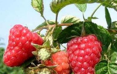 覆盆子和树莓的区别（树莓）