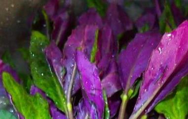紫色的野菜有哪些 紫色的野菜有哪些像花