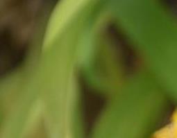 德国鸢尾的翻盆和种植方法教程 德国鸢尾的翻盆和种植方法教程视频