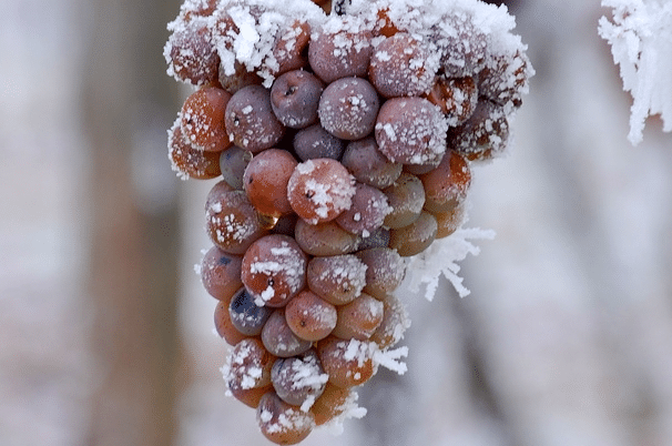 葡萄冬季防寒措施有哪些，需要注意些什么