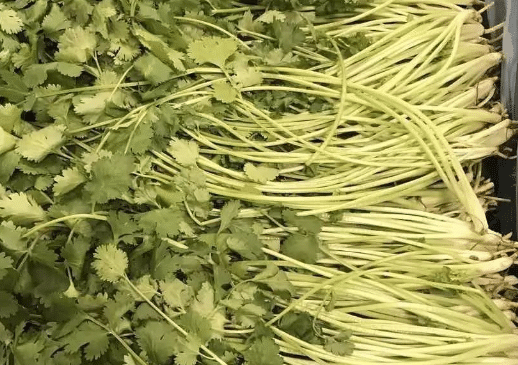 韩国大棵香菜种植技术，怎么施肥好（盆栽香菜怎样施肥）