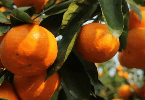 柑橘苗如何嫁接 有哪些注意事项