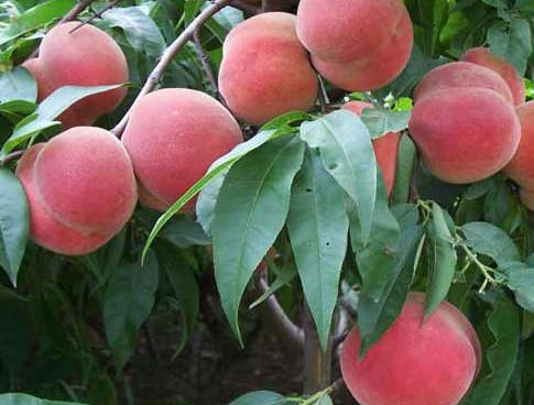 桃树高产的方法是什么 如何进行科学修剪