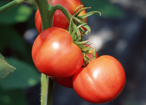 番茄不宜多次分苗的原因是什么 养殖注意事项是什么