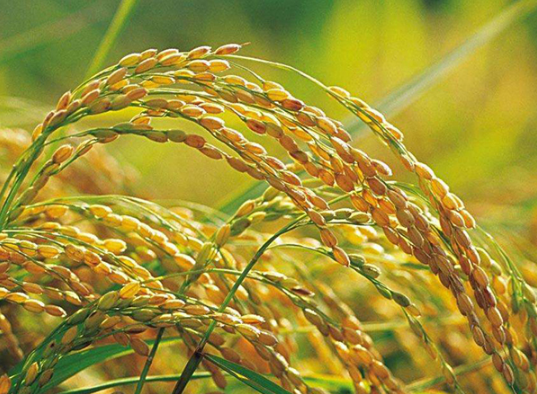 水稻洪涝灾害应对技术指导意见 水稻应该怎么养殖