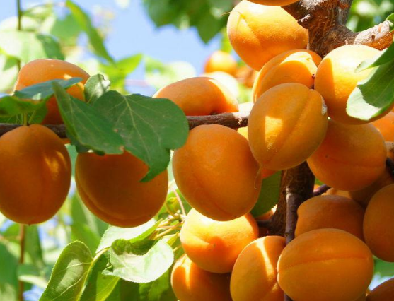 优质杏苗砧木种子采收技术，杏树应该怎么繁殖