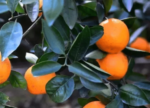 柑橘八大实用技术 柑橘养殖时需要注意什么