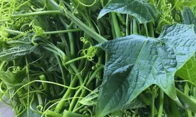 龙须菜种苗如何培育，龙须菜种苗的生长环境是什么