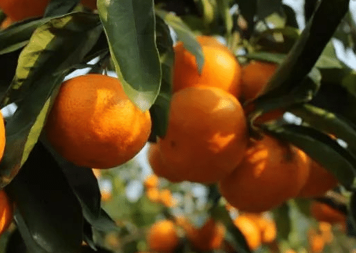 柑橘采收前如何提产 水肥管理方法是什么