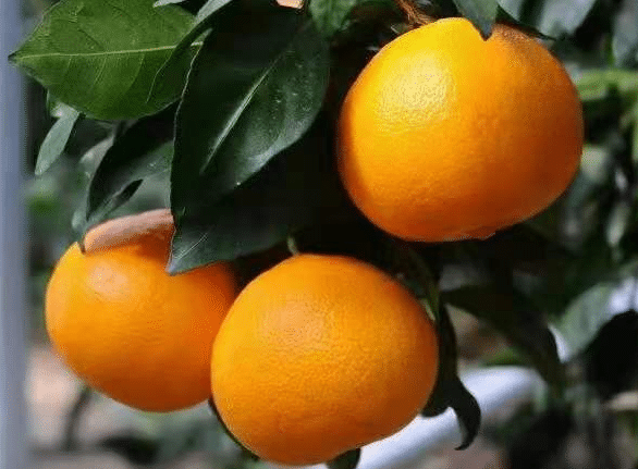 柑橘种植中如何应对极端天气，有哪些应对措施
