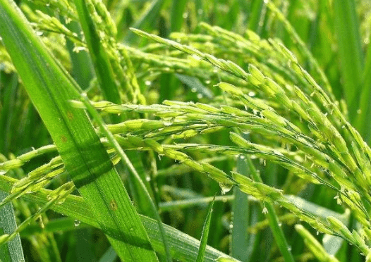 寒地水稻怎么施肥，寒地水稻高产施肥方案
