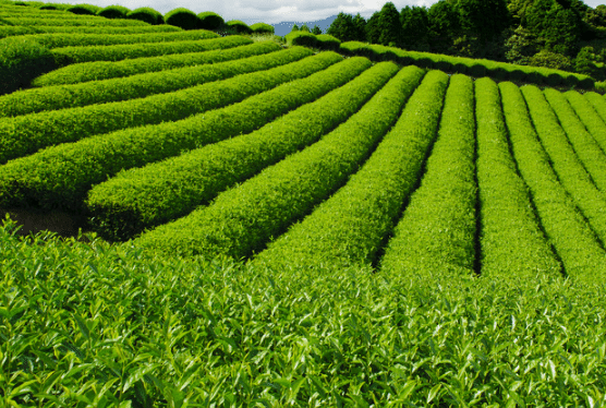 西双版纳州茶园病虫害绿色防控技术，茶园怎么管理好