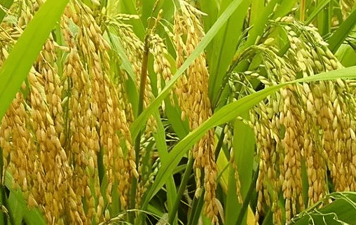 水稻晒田有哪些好处，注意事项有哪些