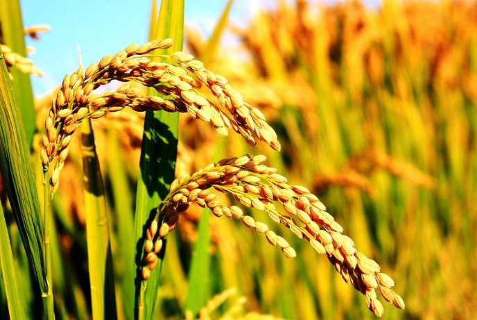 水稻千金子有什么危害 防治水稻千金子的三大注意事项