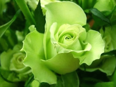 绿色玫瑰的花语是什么，有什么寓意 不同颜色玫瑰花的花语寓意是什么?