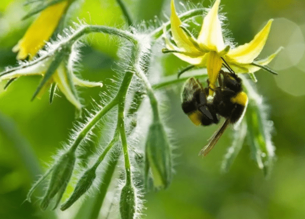 冬季使用熊蜂授粉需要注意什么，高效授粉方法是什么
