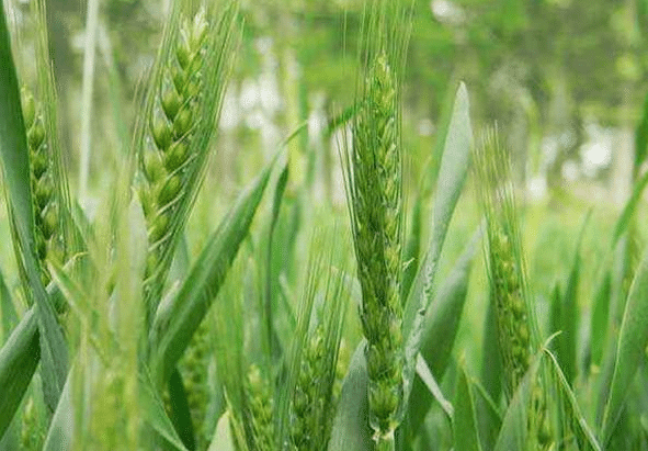 小麦春季种植管理方法是什么，如何实现高产