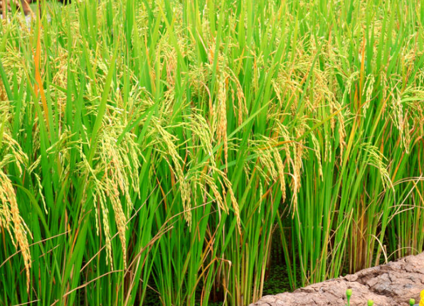 水稻直播田杂草多怎么办 除草的方法是什么