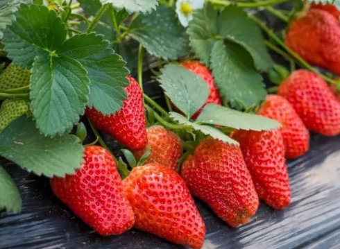草莓苗怎么在家里种 草莓种植方法总结