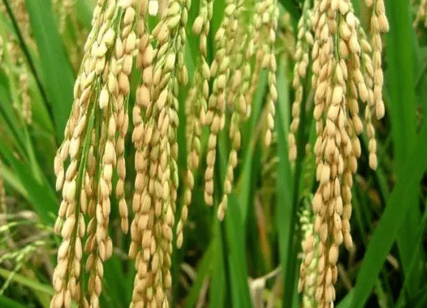 优质水稻的必备条件有哪些，田间栽培方法是什么