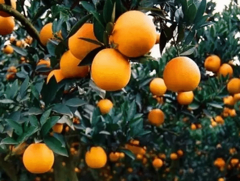 柑橘全年施肥时间表 柑橘种植方法技巧总结
