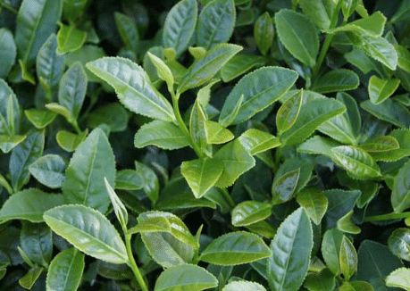 茶树的科学施肥方法，茶树怎么高质量施肥