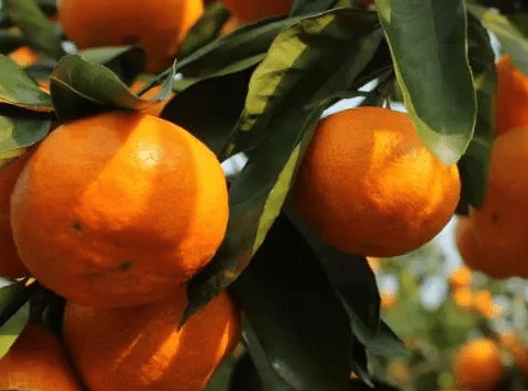 柑橘全年如何施肥，施肥关键点是什么