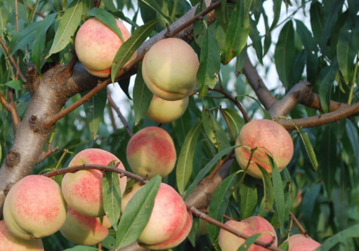 桃树冬剪的方法有哪些，怎么修剪桃树