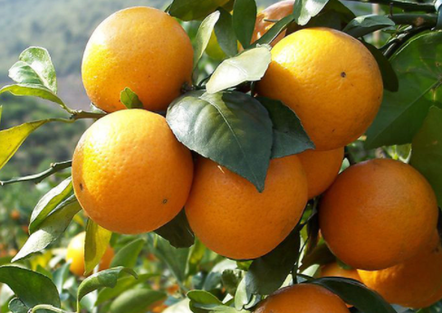 柑橘冬季如何管理，有哪些注意事项（柑橘冬季如何管理,有哪些注意事项呢）