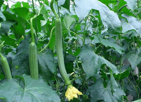 加强冬季管理，，提高丝瓜产量的种植方法总结