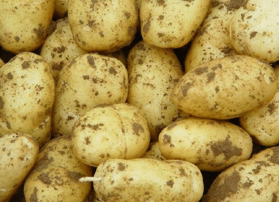 马铃薯施肥的要点是什么，需要注意些什么