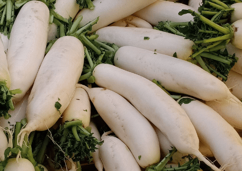 寒玉白萝卜栽培技术，萝卜应该好养吗，怎么养殖