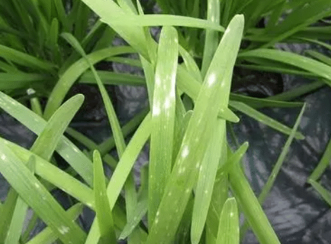 韭菜冬春灰霉病的综合防治 韭菜种植方法