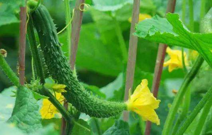 冬春茬黄瓜管理要注意什么，黄瓜怎么高产养殖