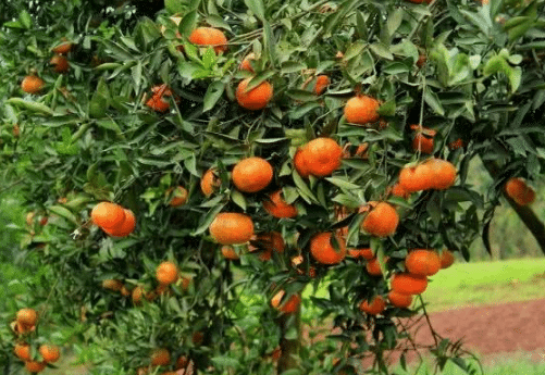 柑橘园六月管理重点，柑橘好养吗，怎么养殖比较好