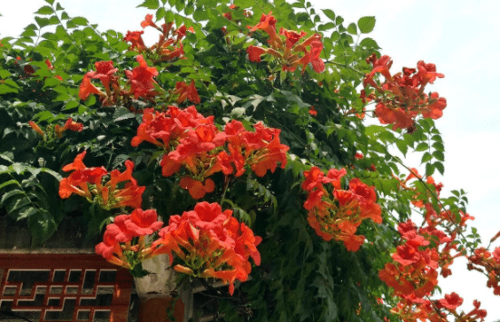 凌霄花盆栽能爬满墙吗，需要选用什么样的花盆