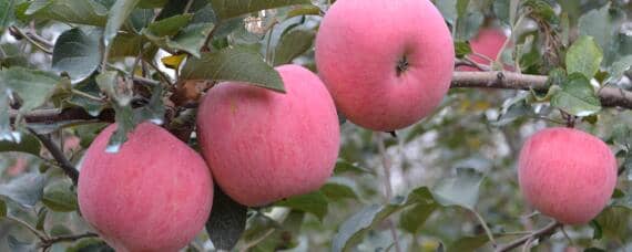 苹果种植过程介绍（苹果种植过程介绍视频）