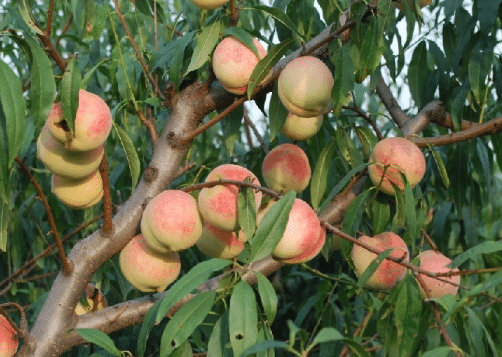 桃园的管理技术技巧，关键时期好养吗，怎么养殖桃树