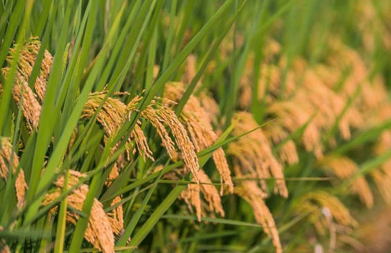 水稻三虫的用药方法是什么 如何进行防治